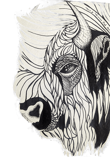 buffalo black and white pen drawing