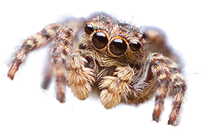 a creature from earth appears on the side