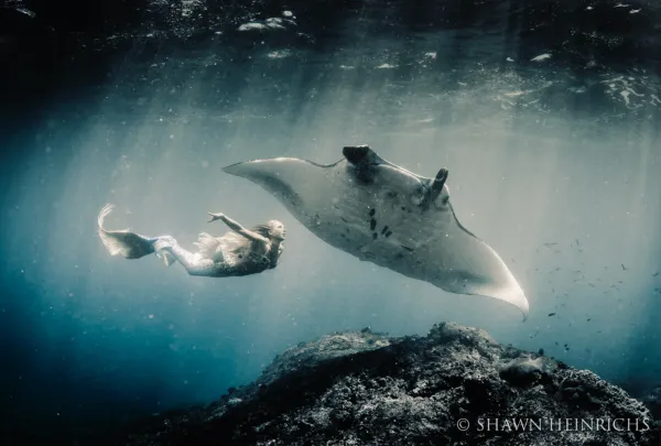 Hannah Mermaid swimming with a manta ray in dramatic black and white light