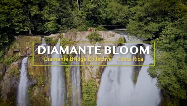 Waterfall in the Baru watershed - still from the Diamante Bloom documentary