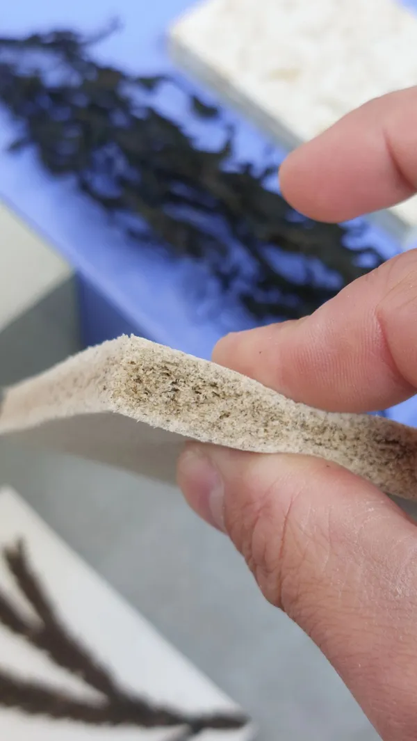 Protective packaging foam made from Sargassum seaweed cellulose