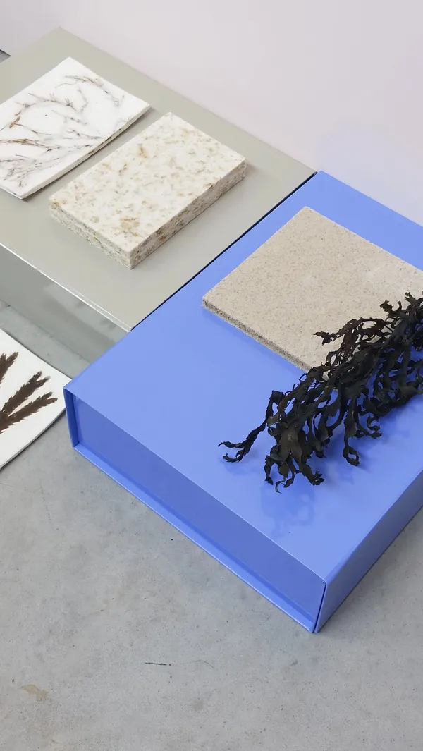 Close view of Sargassum-based cellulose foam packaging material