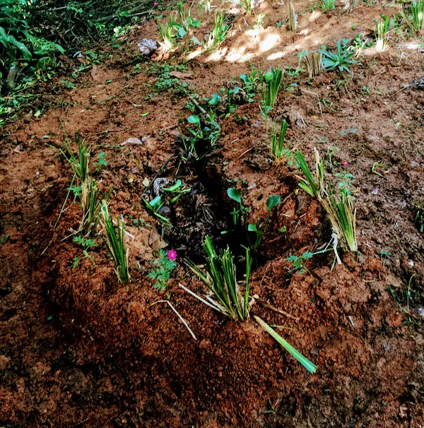 Leaf-filled greywater filter trench planted with vetiver along the banks