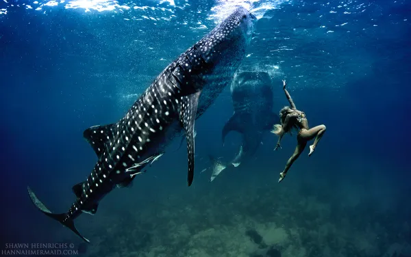 Hannah Mermaid swimming with whale sharks in sunlit open water