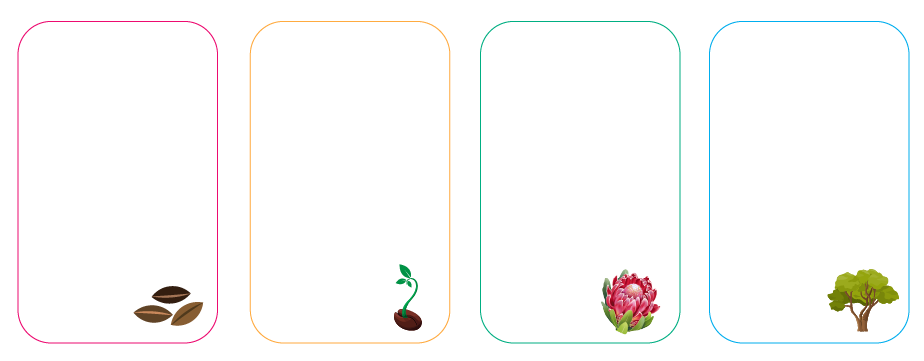 Bloom Stages